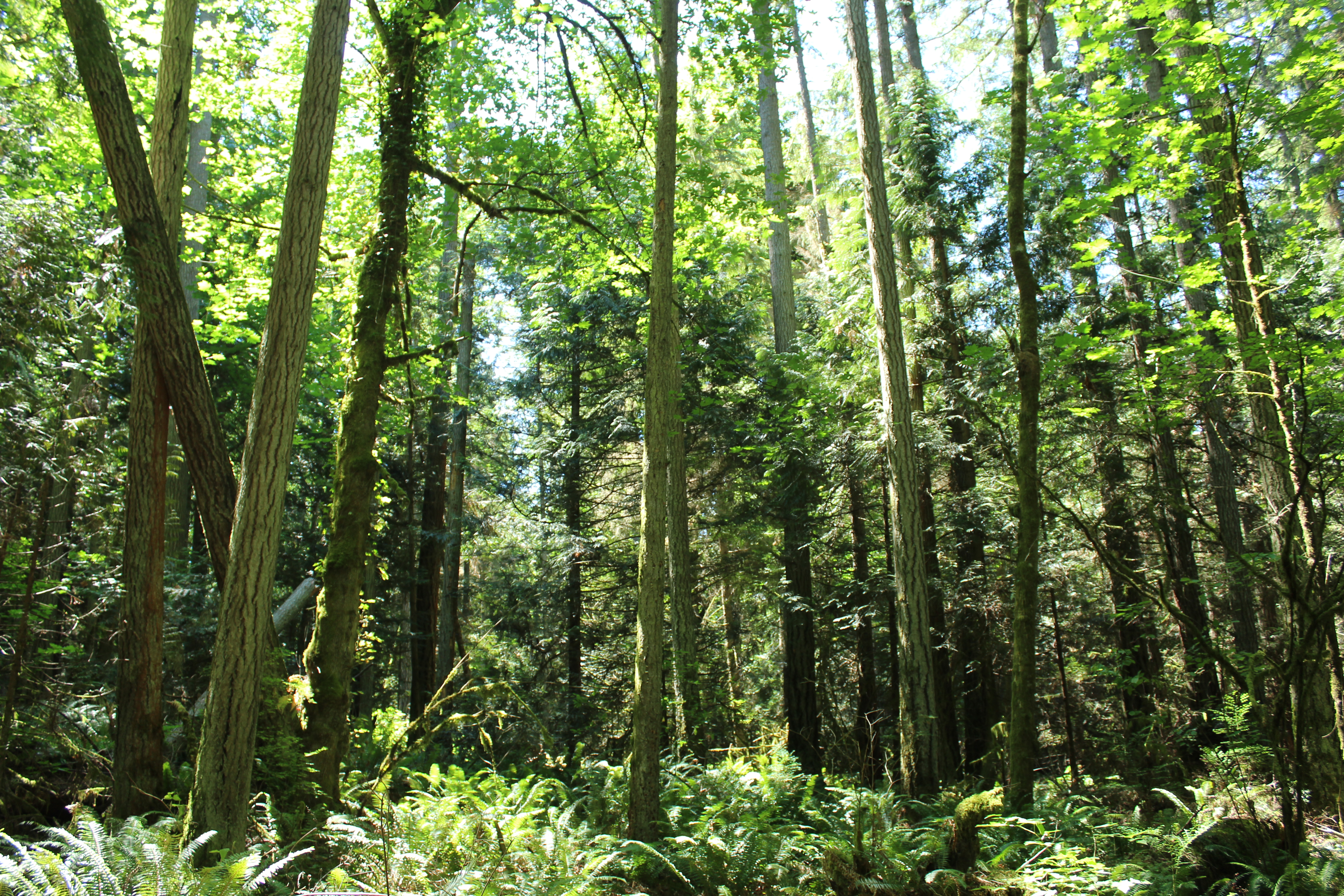 Grand Forest North Trail System | Bainbridge Island Metro